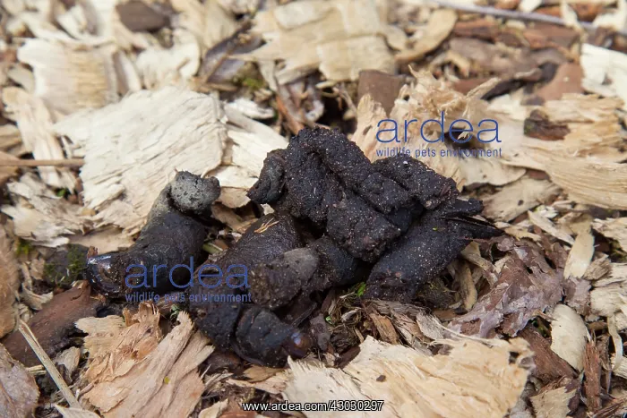  : European Beaver droppings