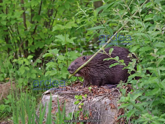 : European Beaver - feeding : European Beaver - feeding