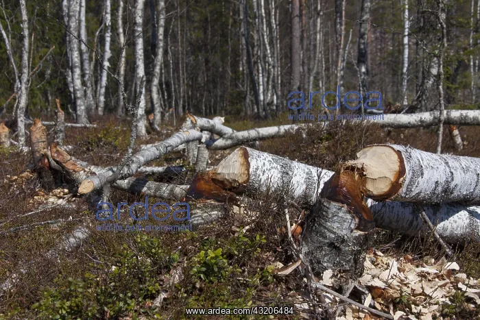  : European Beaver - felled trees - Sweden