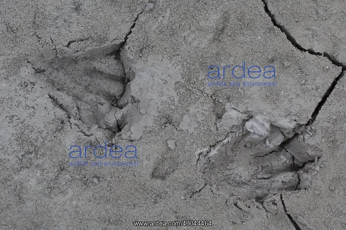 : European Beaver - footprint in sand - Germany : European Beaver - footprint in sand - Germany