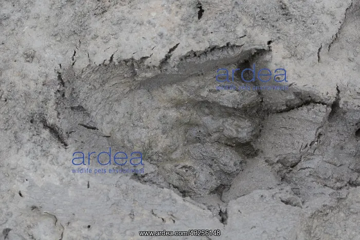 : European Beaver - footprint in sand - Germany : European Beaver - footprint in sand - Germany
