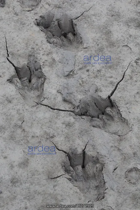 : European Beaver - footprint in sand - Germany : European Beaver - footprint in sand - Germany