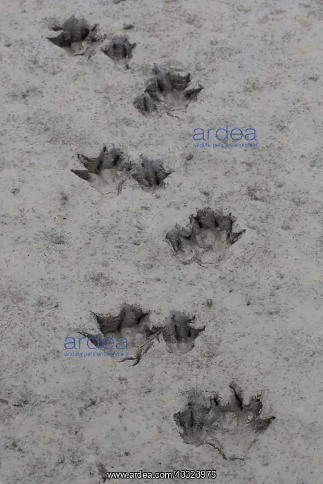 : European Beaver - footprint in sand - Germany : European Beaver - footprint in sand - Germany