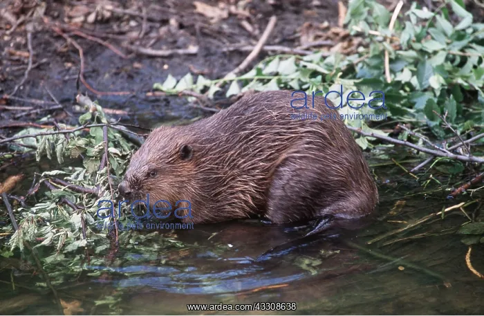 : EUROPEAN BEAVER - gnawing branch : EUROPEAN BEAVER - gnawing branch