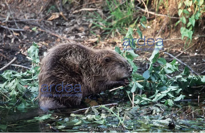 : EUROPEAN BEAVER - gnawing branch by riverbank : EUROPEAN BEAVER - gnawing branch by riverbank