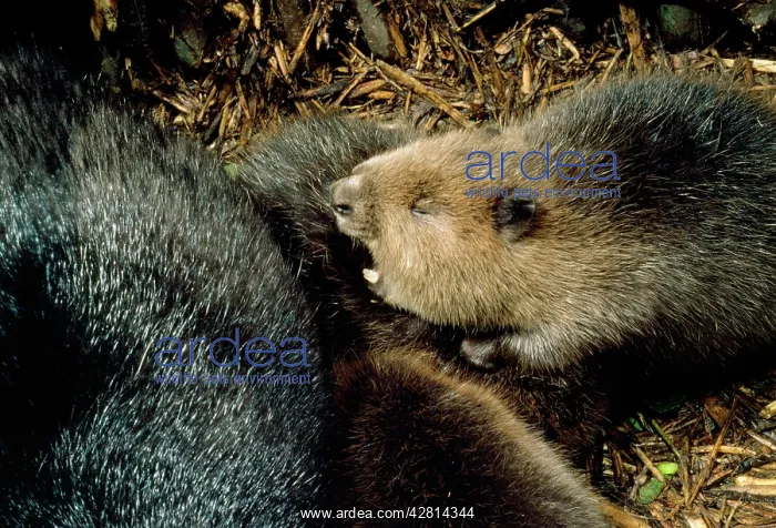 : European Beaver - inside lodge : European Beaver - inside lodge