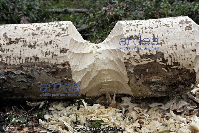 : European Beaver - Poplar tree showing where Beaver : European Beaver - Poplar tree showing where Beaver