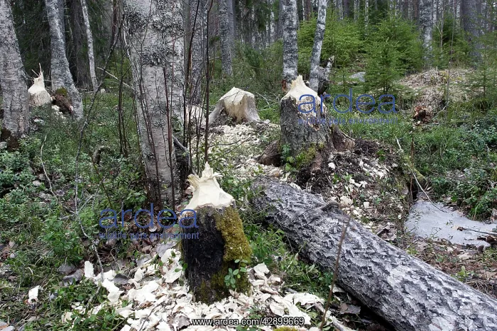 : European Beaver - Poplar trees showing damage where : European Beaver - Poplar trees showing damage where
