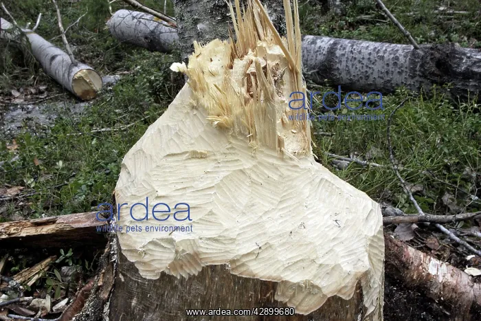 : European Beaver - showing remains of poplar tree : European Beaver - showing remains of poplar tree