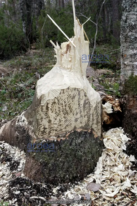 : European Beaver - showing remains of poplar tree : European Beaver - showing remains of poplar tree