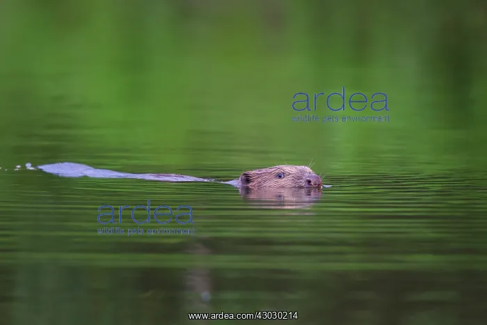  : European Beaver swimming