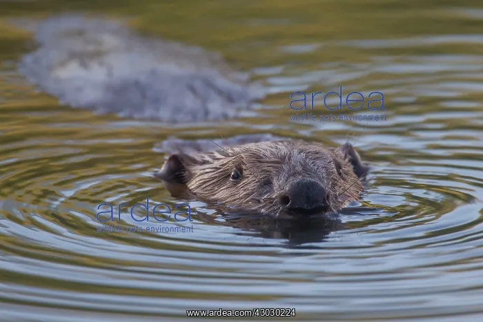 : European Beaver swimming
