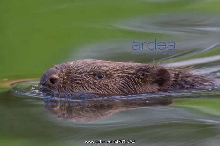  : European Beaver swimming