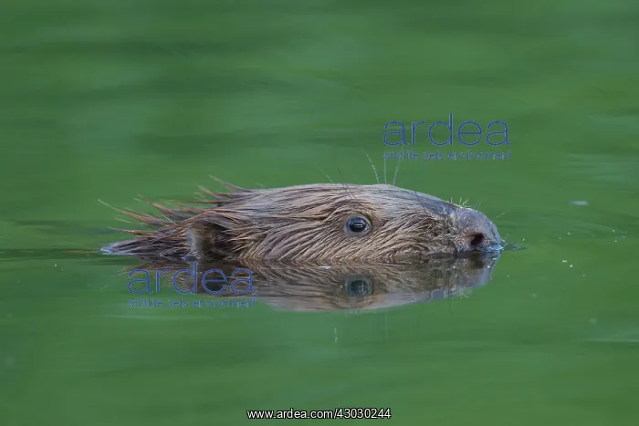  : European Beaver swimming
