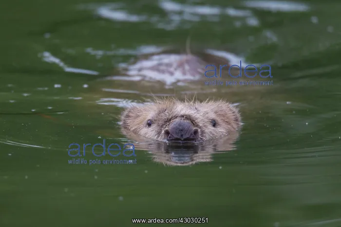  : European Beaver swimming