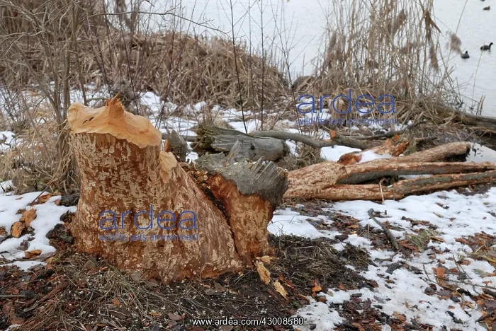  : European Beaver traces on a tree