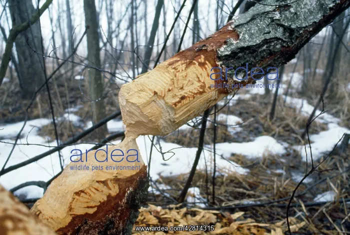 : European Beaver - tree damage : European Beaver - tree damage