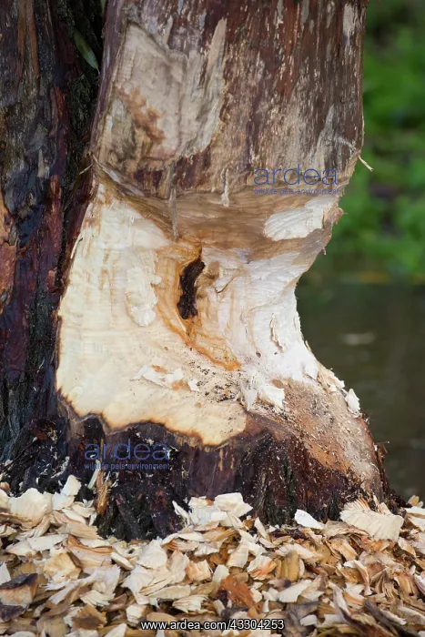: European Beaver - tree felled by a beaver - Germany : European Beaver - tree felled by a beaver - Germany