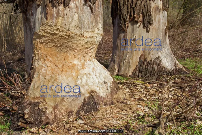 : European Beaver trees gnawed by beaver : European Beaver trees gnawed by beaver