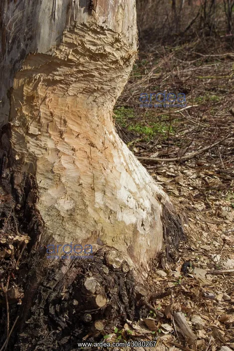: European Beaver trees gnawed by beaver : European Beaver trees gnawed by beaver