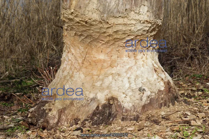  : European Beaver trees gnawed by beaver