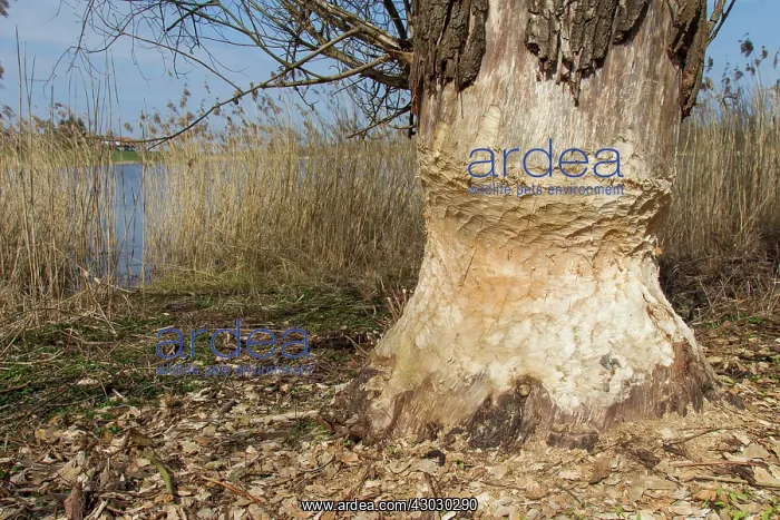 : European Beaver trees gnawed by beaver : European Beaver trees gnawed by beaver