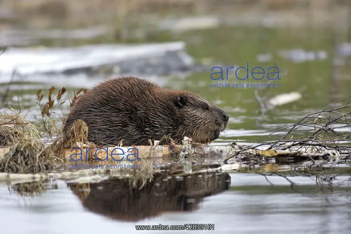 : European Beaver - in water : European Beaver - in water