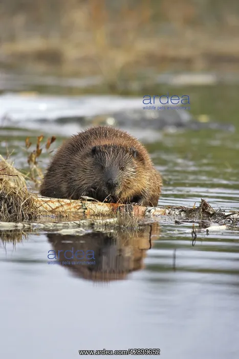 : European Beaver - in water : European Beaver - in water
