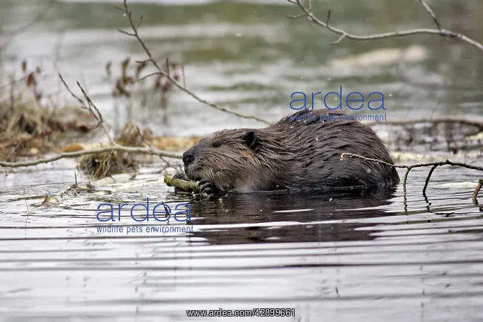 : European Beaver - in water : European Beaver - in water