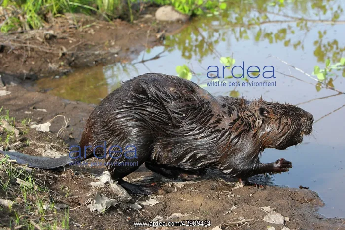  : European Beaver - by water