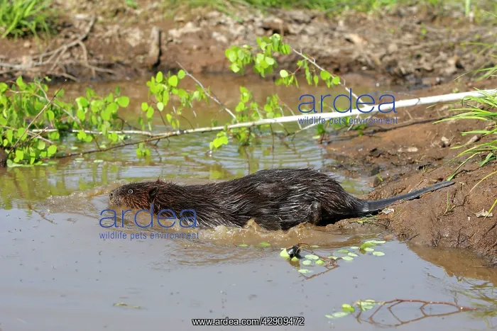 : European Beaver - in water : European Beaver - in water