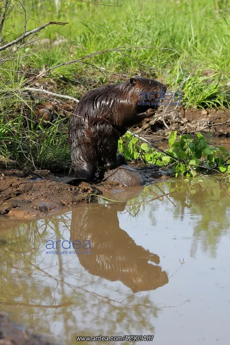 : European Beaver - by water : European Beaver - by water