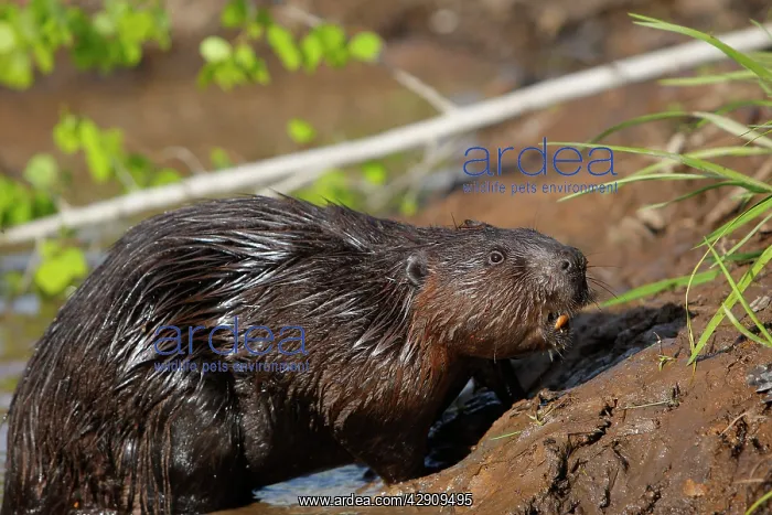 : European Beaver - by water : European Beaver - by water