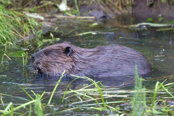 : European Beaver - in water : European Beaver - in water