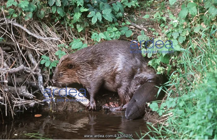 : EUROPEAN BEAVER - at water edge : EUROPEAN BEAVER - at water edge