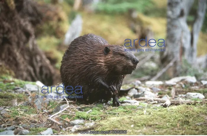: EUROPEAN BEAVER - with wet coat : EUROPEAN BEAVER - with wet coat