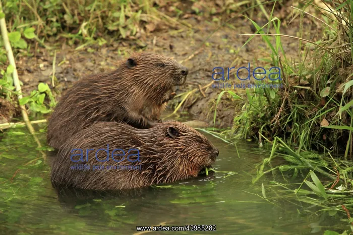 : European Beavers : European Beavers