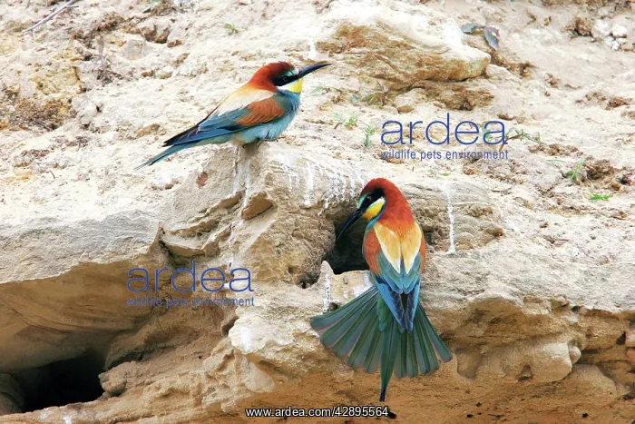 : European Bee-eater - two : European Bee-eater - two