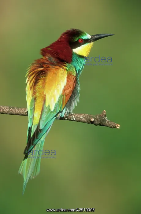 : European BEE-EATER : European BEE-EATER