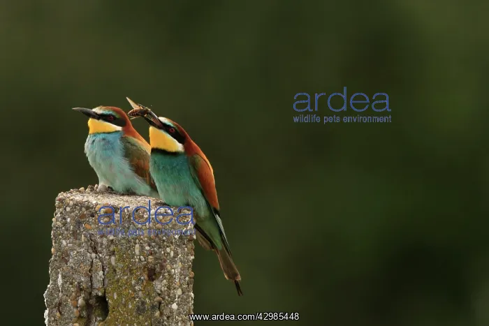 : European Bee-eater : European Bee-eater