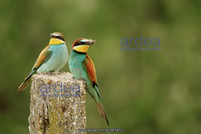: European Bee-eater : European Bee-eater