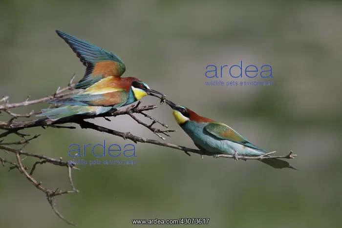 : European Bee-eater : European Bee-eater