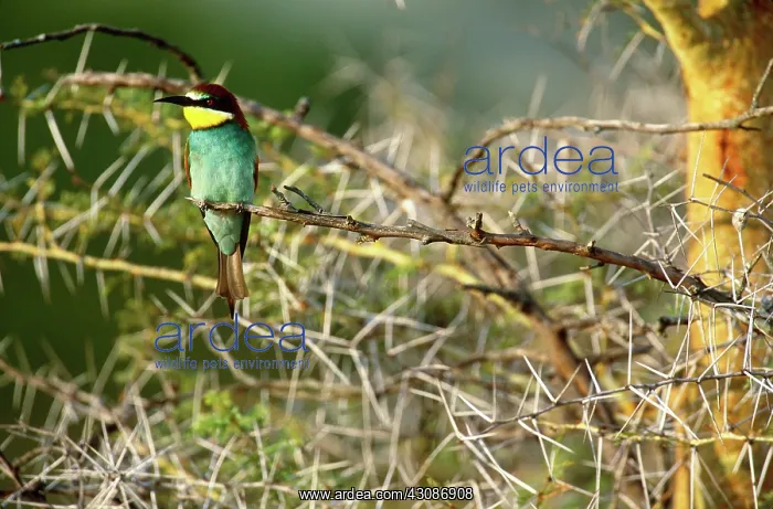 : European Bee-Eater : European Bee-Eater