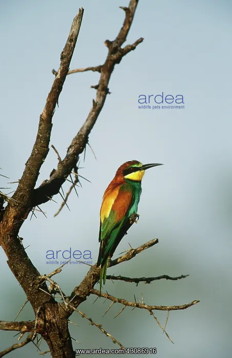 : European Bee-Eater : European Bee-Eater