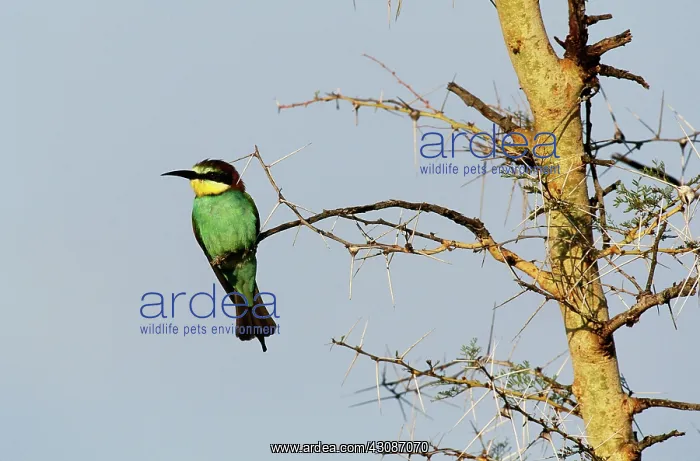 : European Bee-Eater : European Bee-Eater