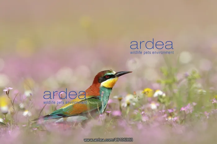 : European Bee-eater : European Bee-eater