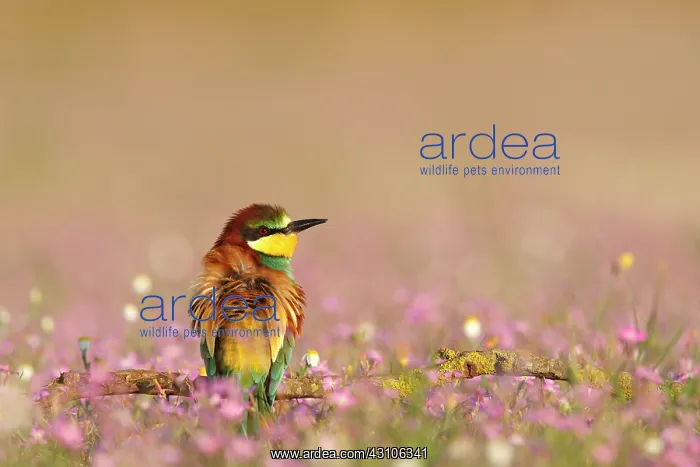 : European Bee-eater : European Bee-eater