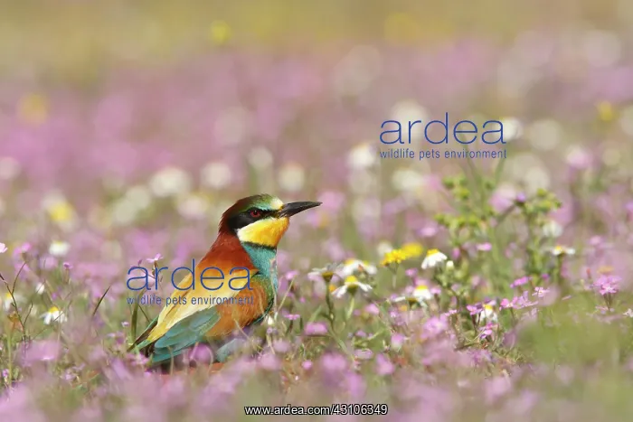 : European Bee-eater : European Bee-eater