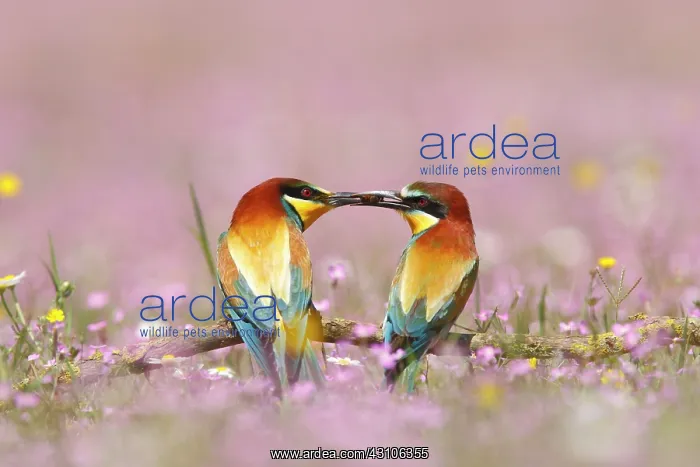 : European Bee-eater : European Bee-eater
