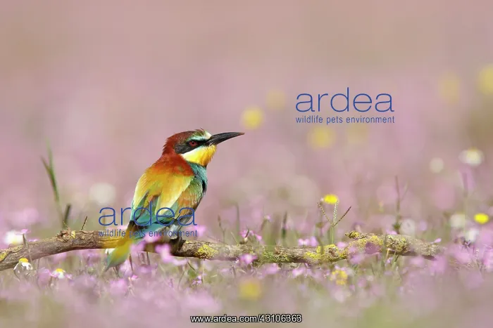 : European Bee-eater : European Bee-eater